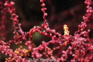 Hippocampus denise,very challenging to photograph! by Jan Maringka 